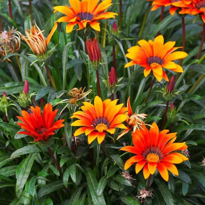 Gazania