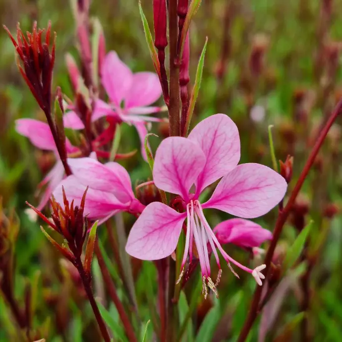 Gaura