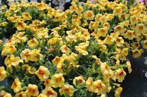 Calibrachoa